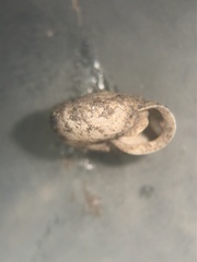 Inflectarius inflectus