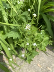 Alliaria petiolata