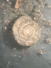 Inflectarius inflectus