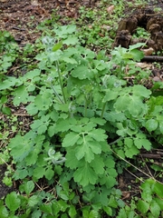 Chelidonium majus