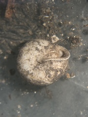 Inflectarius inflectus