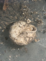 Inflectarius inflectus