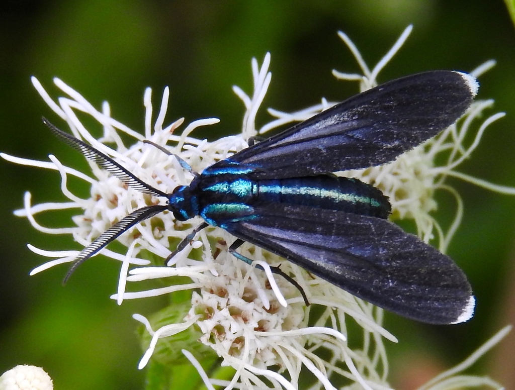 Uranophora leucotela