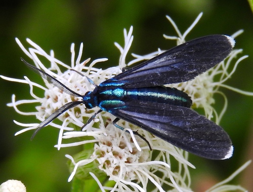 Uranophora leucotela