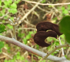 Microlobius foetidus