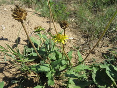 Tetragonotheca repanda