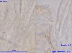 Ciboria betulae