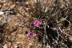 Dolichos hastiformis