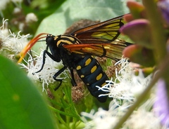 Isanthrene perboscii