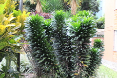 Dracaena fragrans compacta