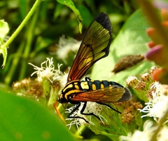 Isanthrene perboscii