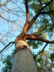 Ceiba pentandra