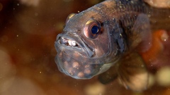 Vincentia conspersa