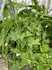 Alliaria petiolata