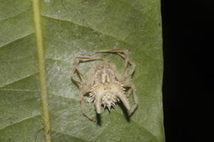 Mastophora leucacantha