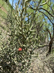 Cylindropuntia leptocaulis