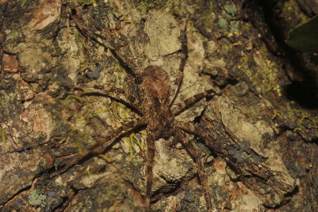 Wandering spider