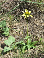 Tetragonotheca repanda