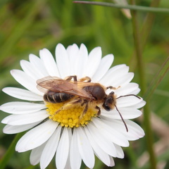 Andrena bucephala