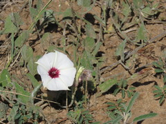 Convolvulus carrii