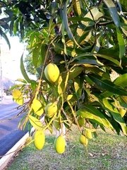 Mangifera indica