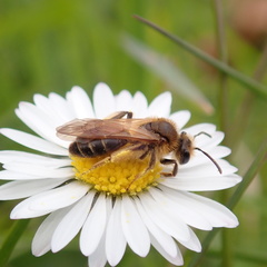 Andrena bucephala