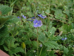 Veronica chamaedrys