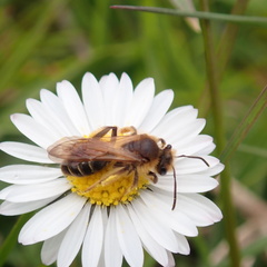 Andrena bucephala