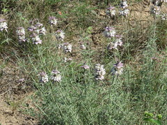 Monarda fruticulosa