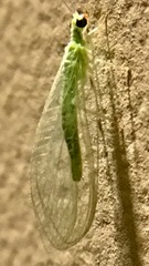 Chrysoperla comanche