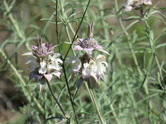 Monarda fruticulosa