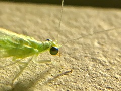 Chrysoperla comanche