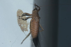 Nesoecia