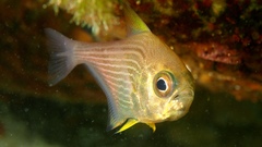 Pempheris multiradiata