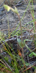 Disperis macowanii