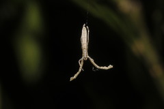 Miagrammopes mexicanus