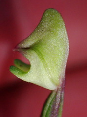 Disperis macowanii