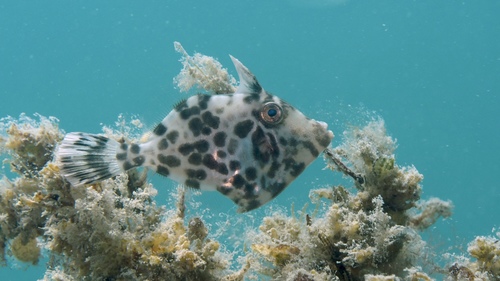 Eubalichthys gunnii