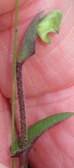 Disperis macowanii
