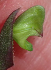 Disperis macowanii