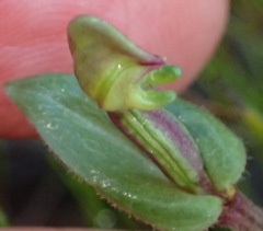 Disperis macowanii