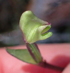 Disperis macowanii
