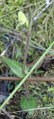 Disperis macowanii