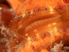 Mimachlamys asperrima