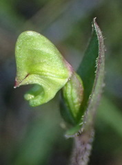 Disperis macowanii