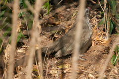 Taccocua leschenaultii