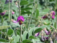 Tephrosia lindheimeri