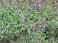 Tephrosia lindheimeri