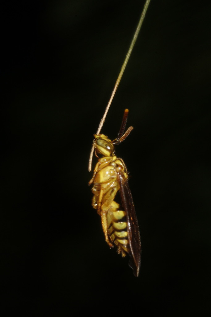 Osiris