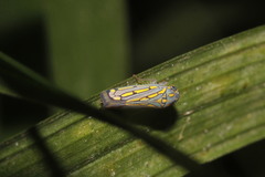 Apogonalia stalii
